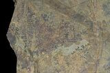 Pennsylvanian Fossil Fern Plate - Kinney Quarry, NM #80517-1
